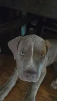 Bailey, a female American Pit Bull Terrier and Cane Corso for sale in Euless, TX – 1 of 7