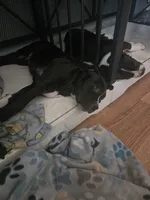 Evangeline, a female American Pit Bull Terrier and Cane Corso for sale in Euless, TX – 2 of 4