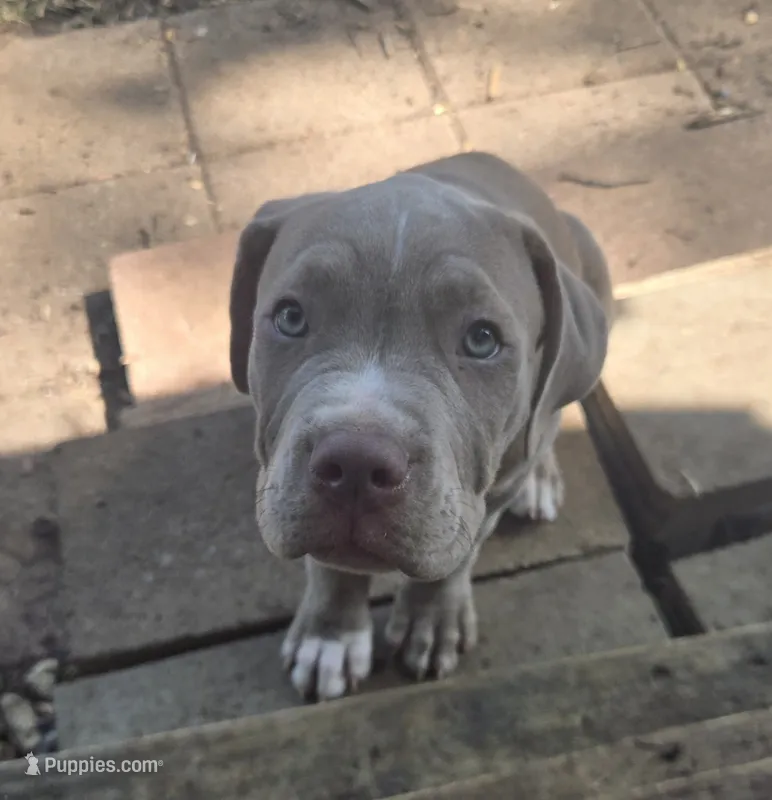 Beetle – American Pit Bull Terrier, Cane Corso puppy for sale in Euless, TX