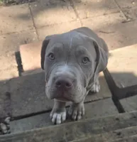 Beetle, a male American Pit Bull Terrier and Cane Corso for sale in Euless, TX – 1 of 2
