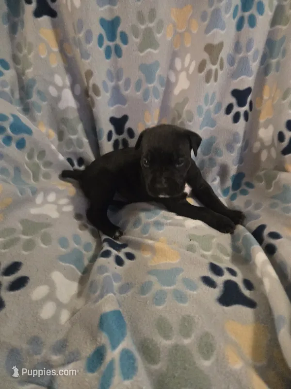 Charles – American Pit Bull Terrier, Cane Corso puppy for sale in Euless, TX