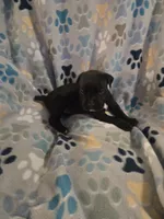 Charles, a male American Pit Bull Terrier and Cane Corso for sale in Euless, TX – 1 of 3