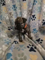 Ricco, a male American Pit Bull Terrier and Cane Corso for sale in Euless, TX – 2 of 4