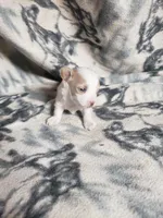 Gabby, a female Maltipoo for sale in Pahrump, NV – 1 of 3
