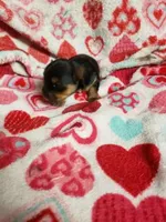 Cooper, a male Yorkshire Terrier for sale in Pahrump, NV – 2 of 3