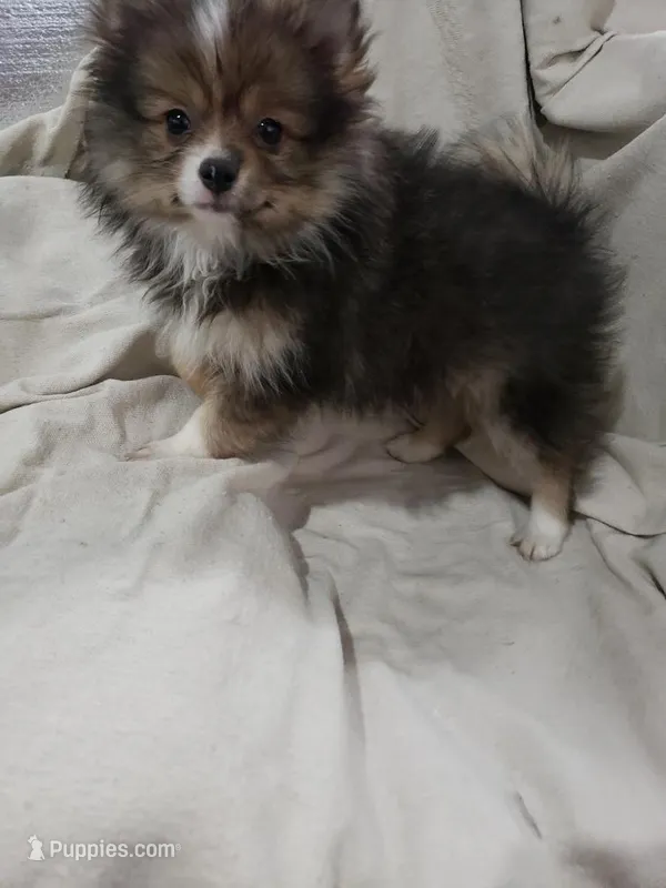 Ruann – Pomeranian puppy for sale in Pahrump, NV