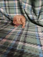 Bessie, a female Bichon Frise and Poodle - Toy  for sale in Pahrump, NV – 3 of 3
