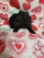 Mozart, a male Maltipoo for sale in Pahrump, NV – 3 of 6