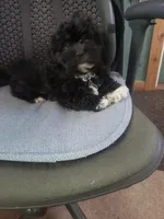 Yogi, a male Maltipoo for sale in Pahrump, NV – Photo 1 of 2