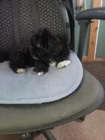 Yogi, a male Maltipoo for sale in Pahrump, NV – Photo 2 of 2