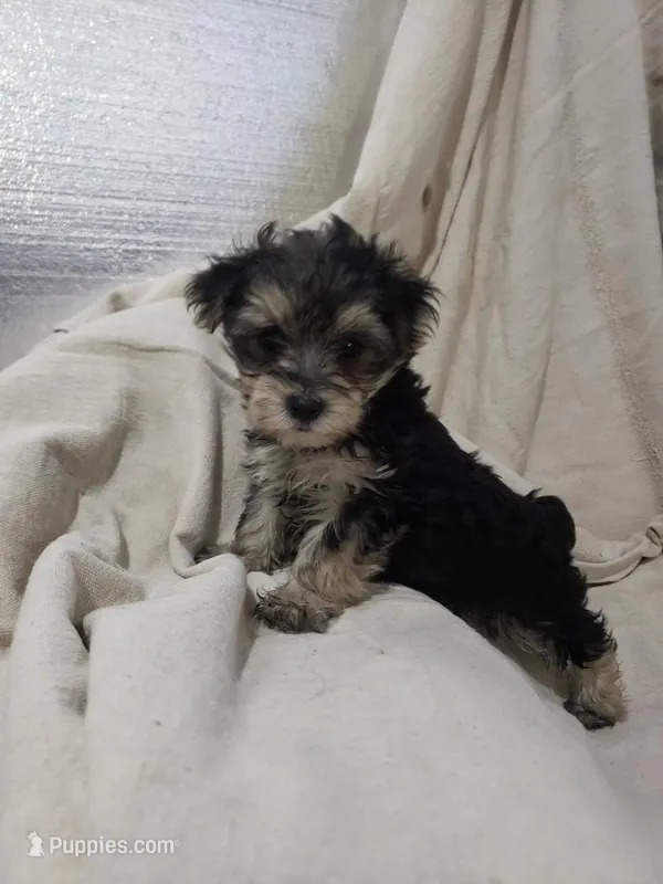 Randy – Morkie puppy for sale in Pahrump, NV