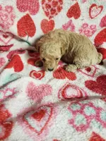Benji, a male Bichpoo for sale in Pahrump, NV – 2 of 6