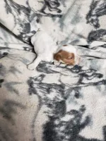 Piper, a female Cavapoo for sale in Pahrump, NV – 2 of 3