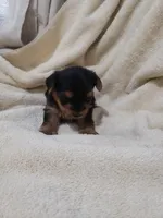 Logan, a male Yorkshire Terrier for sale in Pahrump, NV – 2 of 3
