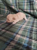 Banjo, a male Bichon Frise and Poodle - Toy  for sale in Pahrump, NV – 3 of 3
