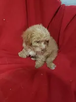 Emma, a female Maltipoo for sale in Pahrump, NV – 2 of 3