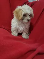 Edsol, a male Maltipoo for sale in Pahrump, NV – 2 of 3