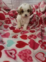 Ace, a male Cavapoo for sale in Pahrump, NV – 1 of 3