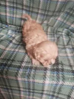 Zeke - A Cavatese, a male Cavapoo for sale in Pahrump, NV – 2 of 4