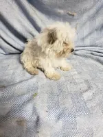 Willow, a female Maltipoo for sale in Pahrump, NV – Photo 4 of 4