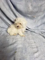 Willow, a female Maltipoo for sale in Pahrump, NV – Photo 2 of 4