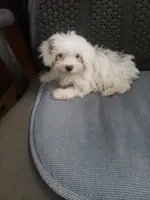 Willow  2.4#, a female Maltipoo for sale in Pahrump, NV – Photo 3 of 7