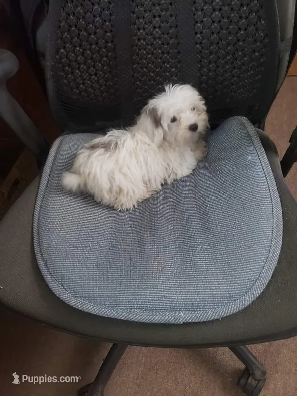 Willow  2.4#, a female Maltipoo for sale in Pahrump, NV – Photo 1 of 7