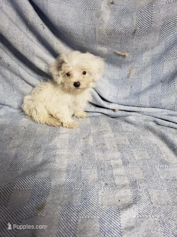Willow – Maltipoo puppy for sale in Pahrump, NV