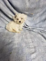 Willow, a female Maltipoo for sale in Pahrump, NV – Photo 1 of 4