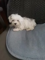 Willow  2.4#, a female Maltipoo for sale in Pahrump, NV – Photo 2 of 7