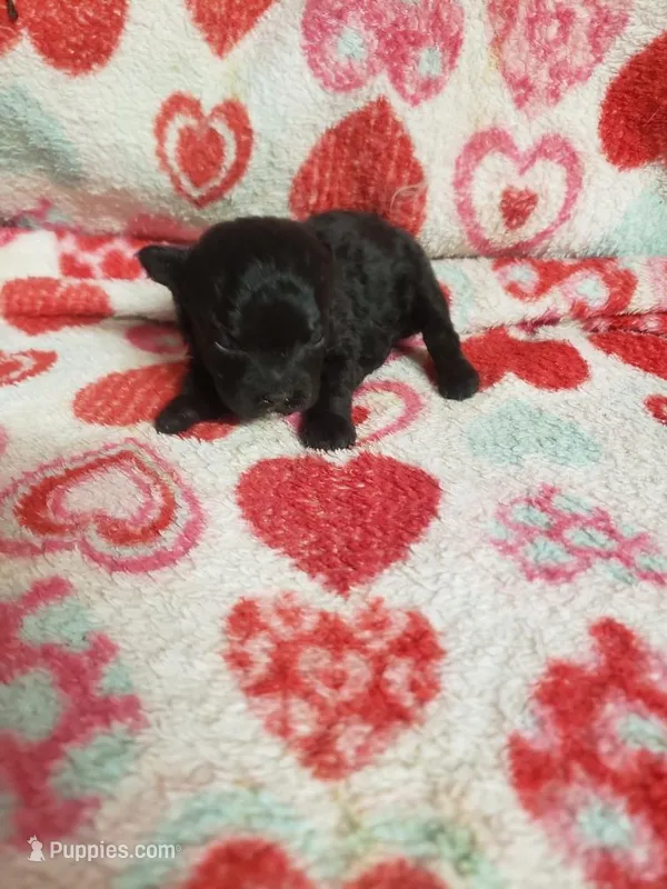 Mozart – Maltese, Poodle - Toy  puppy for sale in Pahrump, NV