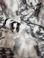 Roxie, a female Morkie for sale in Pahrump, NV – 2 of 3