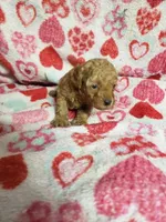 Bessie, a female Bichpoo for sale in Pahrump, NV – 2 of 6