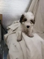 Carli, a female Maltipoo for sale in Pahrump, NV – 2 of 3