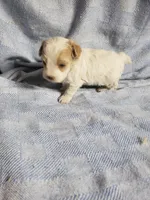 Gabby, a female Maltipoo for sale in Pahrump, NV – 6 of 9