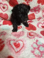 Mozart, a male Maltipoo for sale in Pahrump, NV – 2 of 6