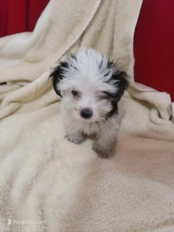 Stitch, a male Morkie for sale in Pahrump, NV – 1 of 6