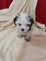 Stitch, a male Morkie for sale in Pahrump, NV – 1 of 6