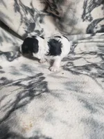 Gabriel, a male Maltipoo for sale in Pahrump, NV – 3 of 3