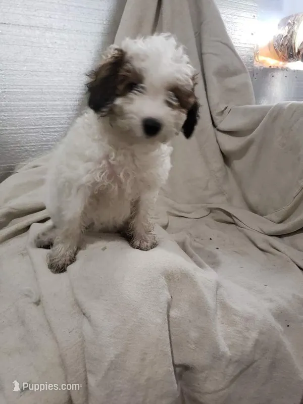 Carli – Maltipoo puppy for sale in Pahrump, NV