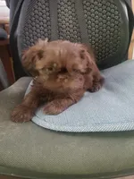 Cocoa, a male Shih Tzu for sale in Pahrump, NV – Photo 2 of 3