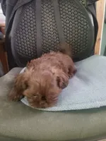 Cocoa, a male Shih Tzu for sale in Pahrump, NV – Photo 3 of 3