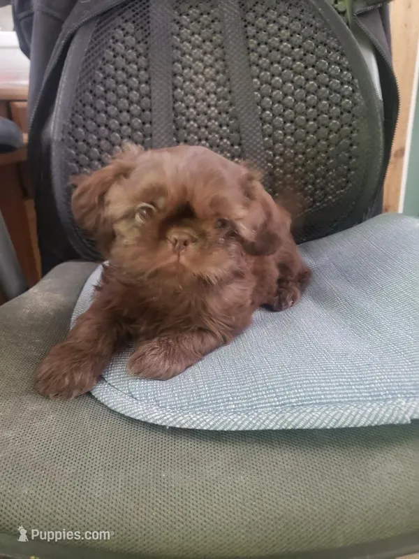 Cocoa – Shih Tzu puppy for sale in Pahrump, NV