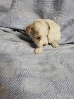 Gabby, a female Maltipoo for sale in Pahrump, NV – 5 of 9