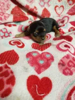 Cutter, a male Yorkshire Terrier for sale in Pahrump, NV – 2 of 3