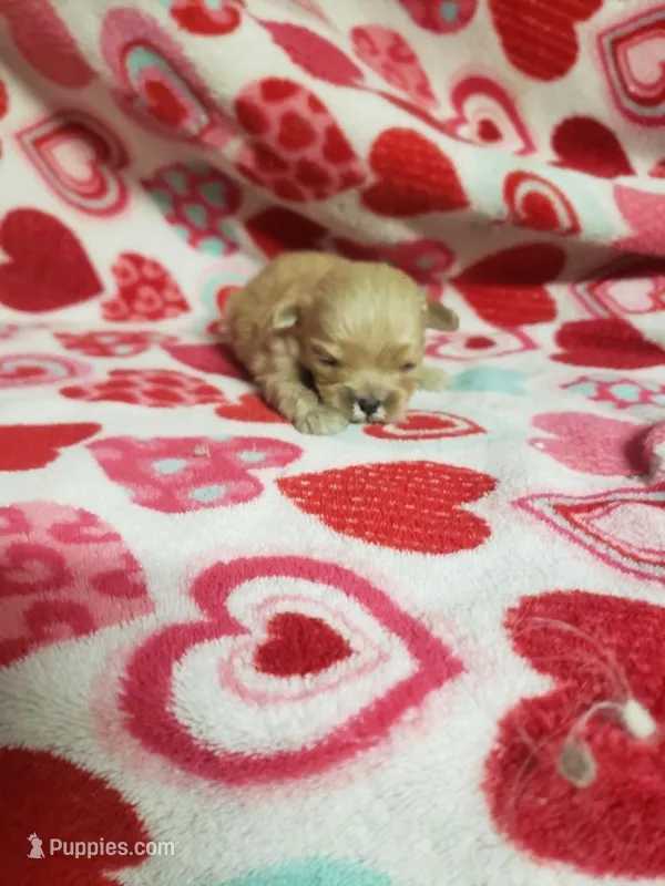 Zeke - A Cavatese – Cavapoo puppy for sale in Pahrump, NV