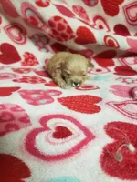 Zeke - A Cavatese, a male Cavapoo for sale in Pahrump, NV – 1 of 3