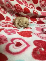 Zeke - A Cavatese, a male Cavapoo for sale in Pahrump, NV – 2 of 3