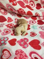 Zeke - A Cavatese, a male Cavapoo for sale in Pahrump, NV – 3 of 3