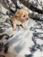 Zoey - A Cavatese, a female Cavapoo for sale in Pahrump, NV – 1 of 4